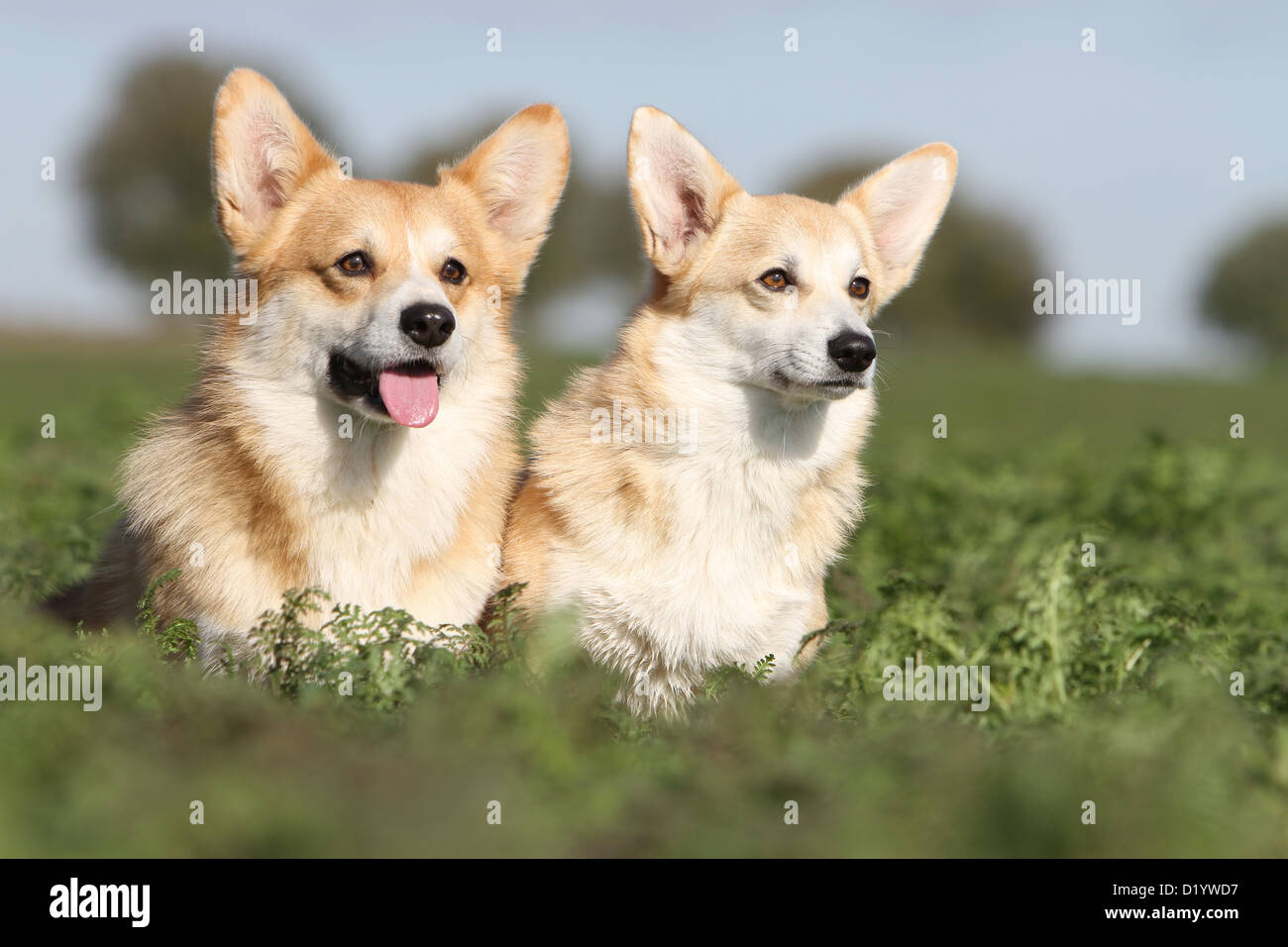 Dog Pembroke Welsh corgi two adults sitting Stock Photo - Alamy