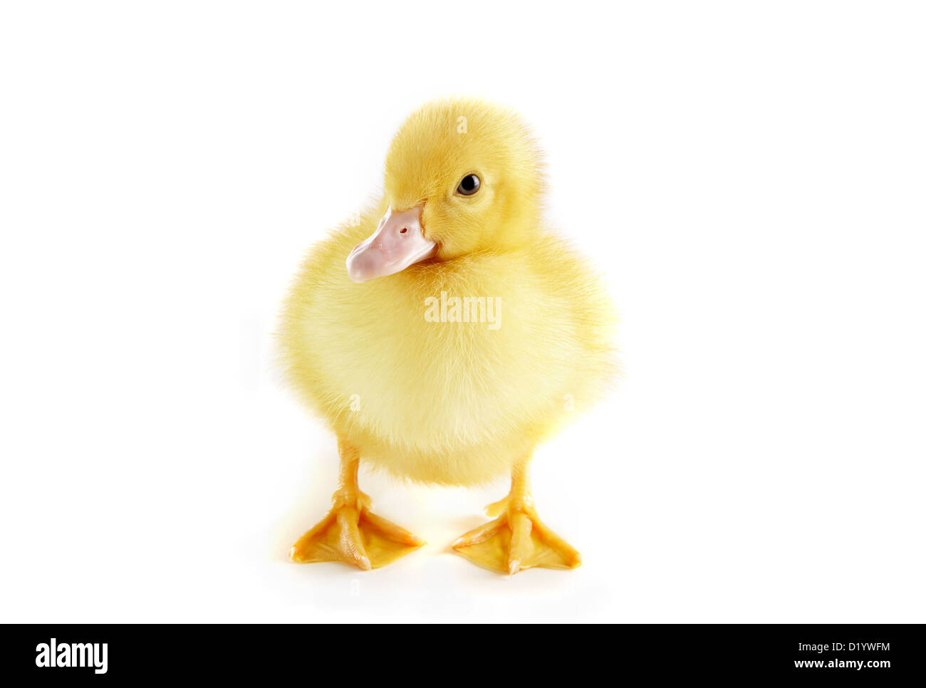 Four days old easter duckling looking cute Stock Photo