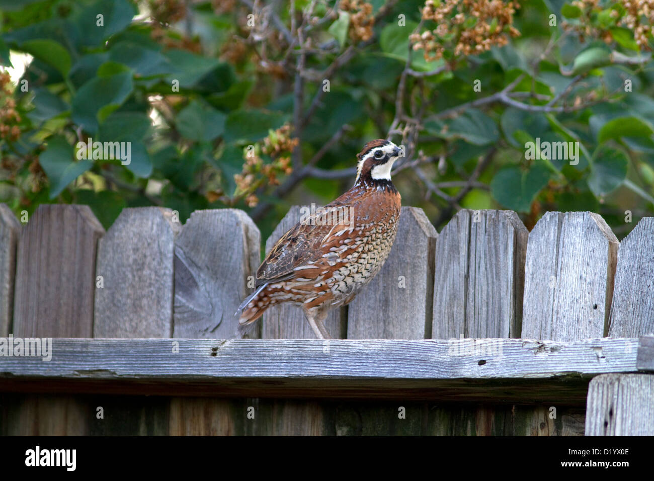 bobwhite quail flying