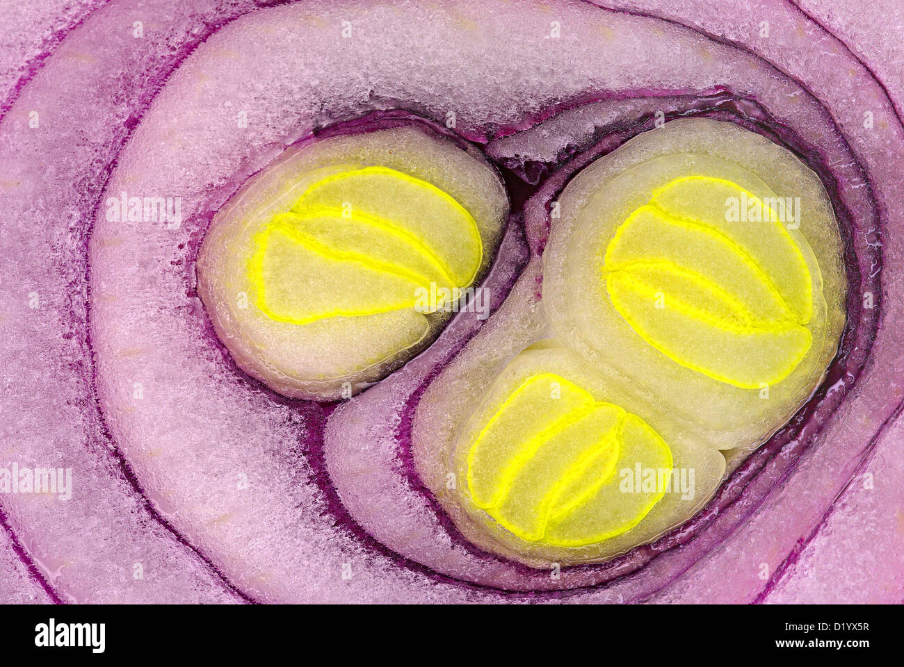 Onion slice hi-res stock photography and images - Alamy