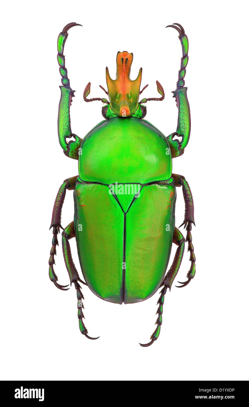 Male of Taurhina longiceps flower beetle - Cameroon Stock Photo