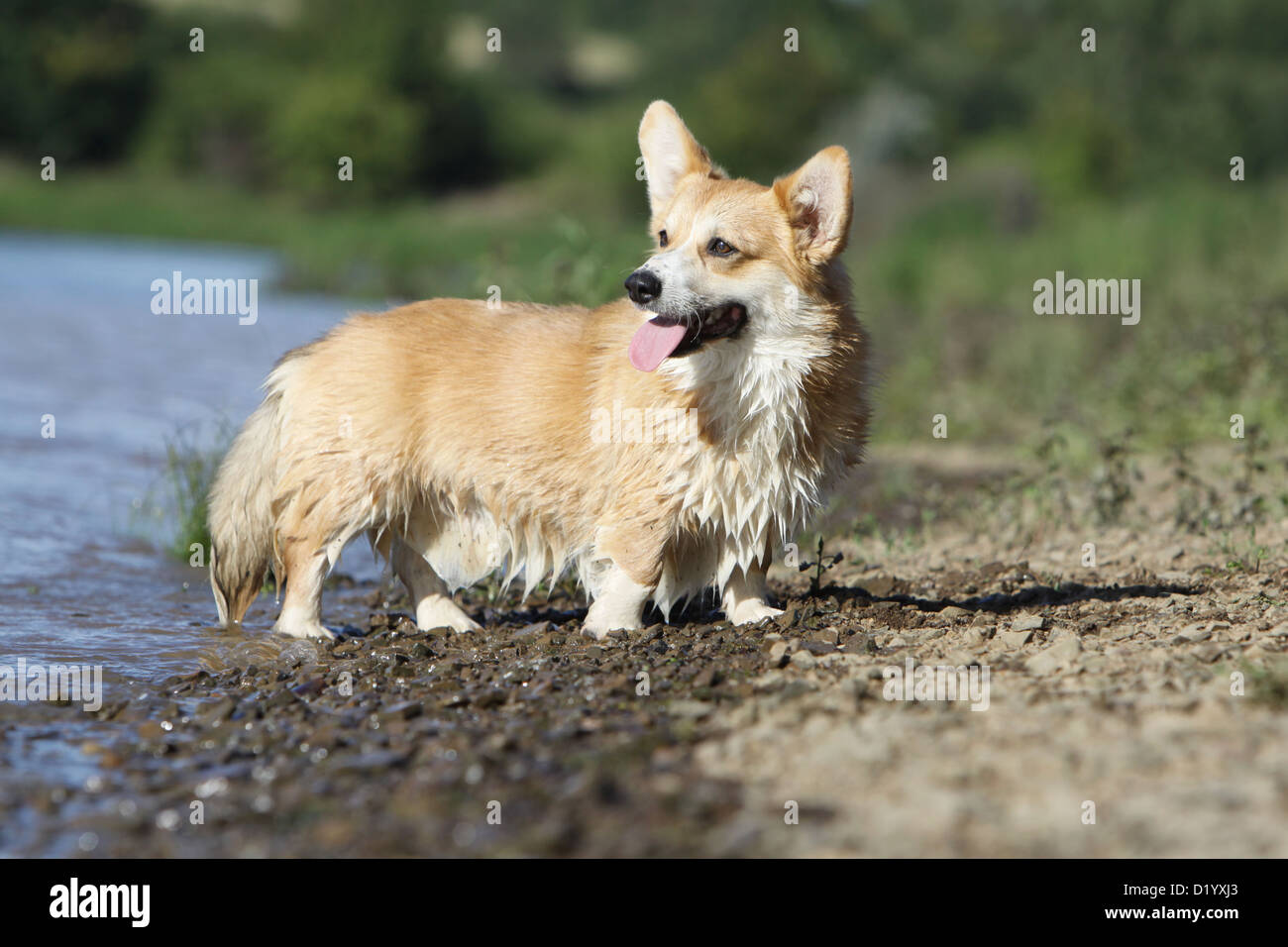 Corgi Holidays High Resolution Stock Photography and Images - Alamy