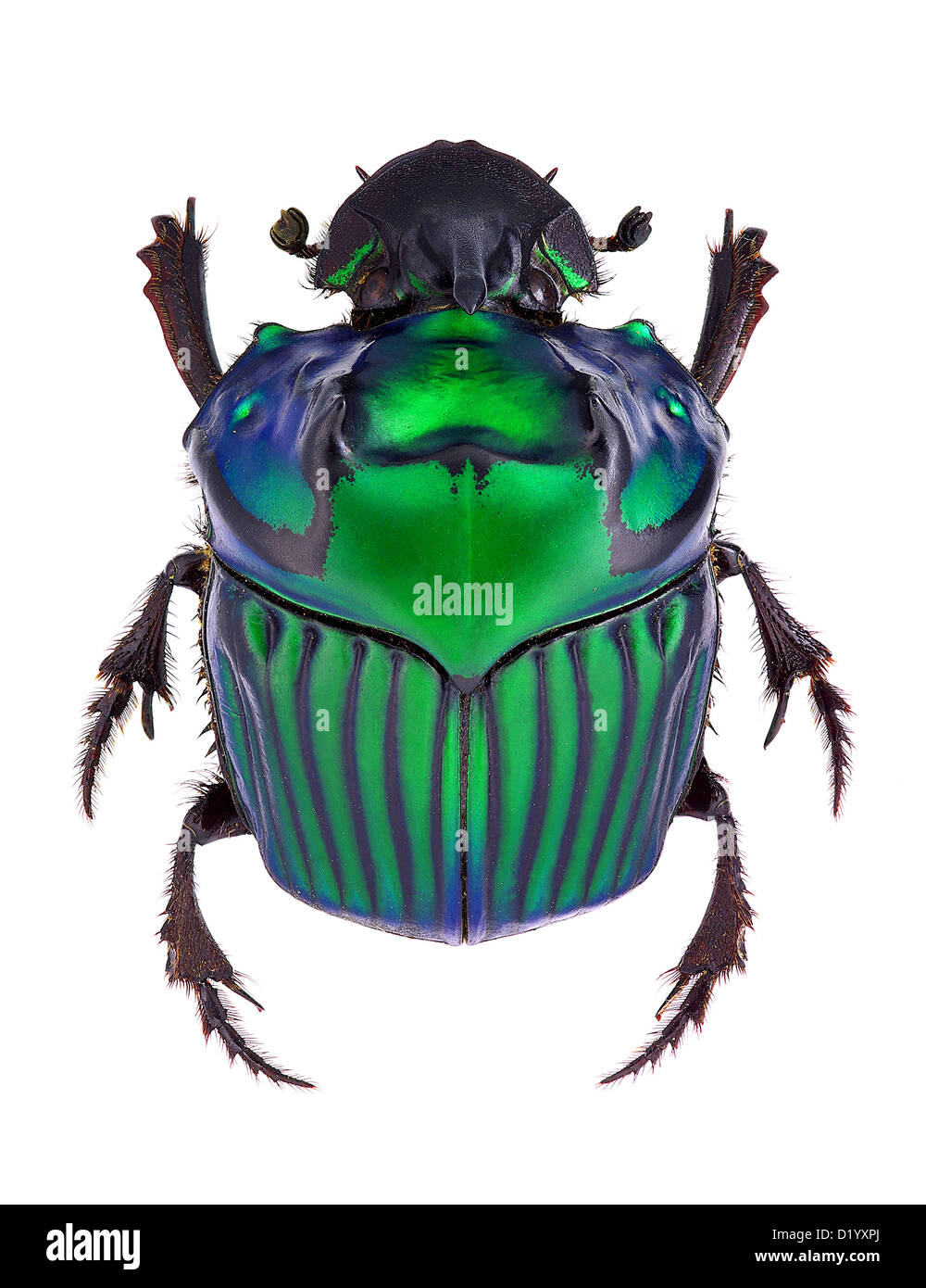 Oxysternon conspicillatum, dung beetle from South America, male specimen Stock Photo