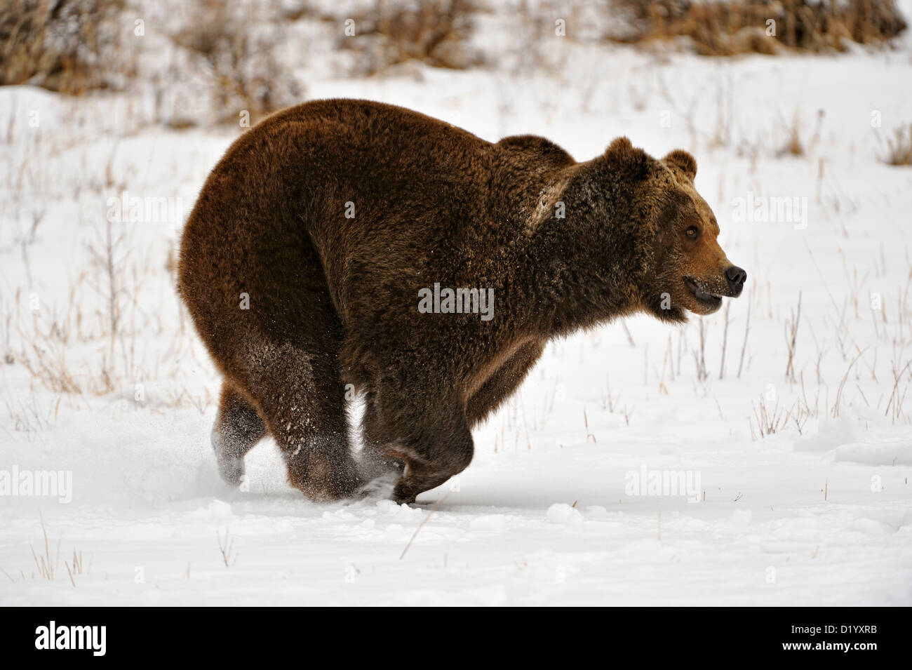 Grizzly+bear+running hi-res stock photography and images - Page 2 - Alamy