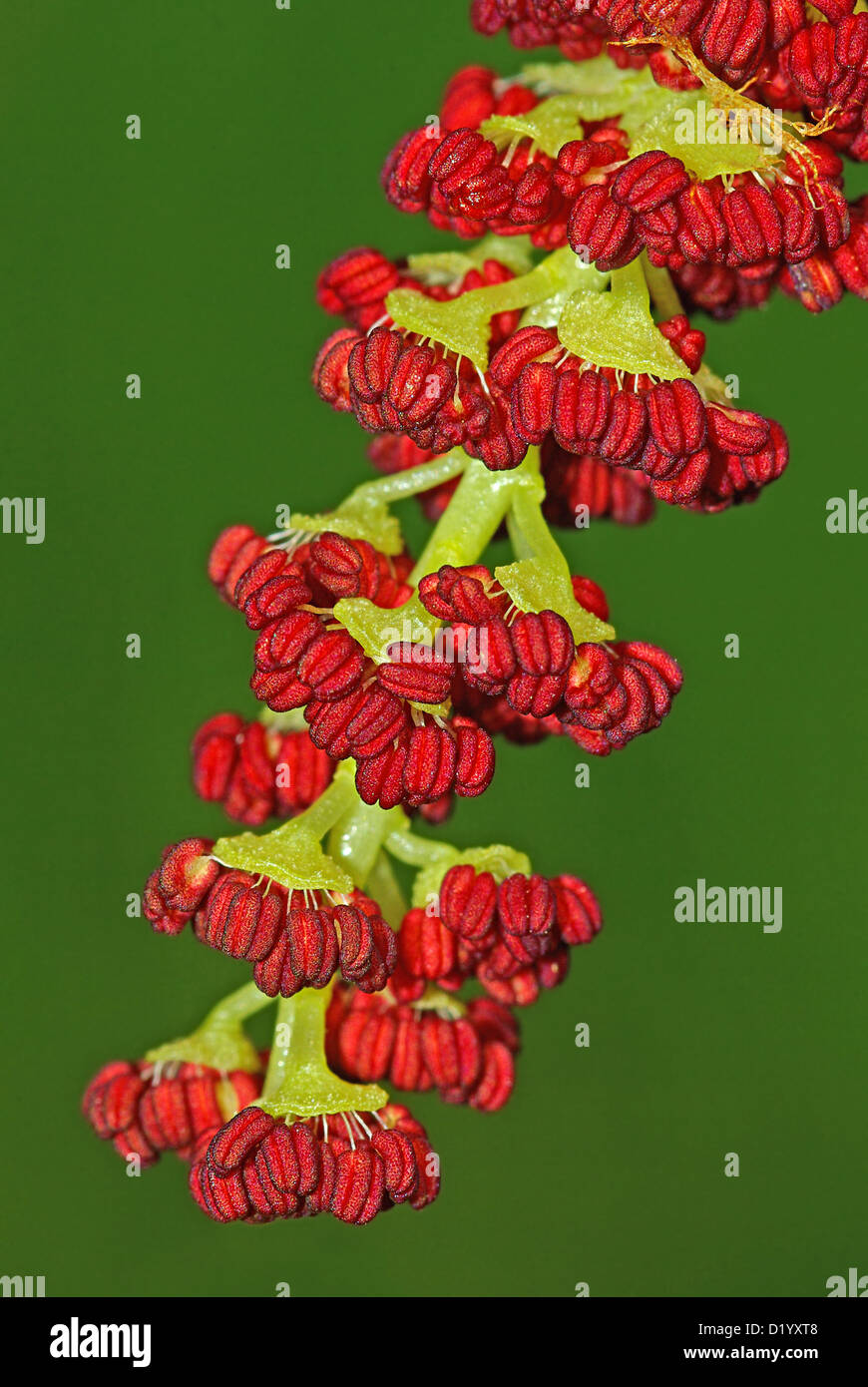 Flower of poplar (Populus nigra) Stock Photo
