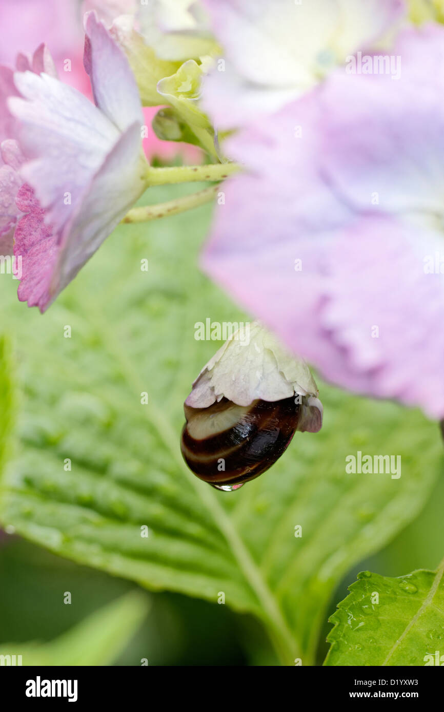 Garden snail sheltering from the rain in a newly opened hydrangea mophead flower Stock Photo