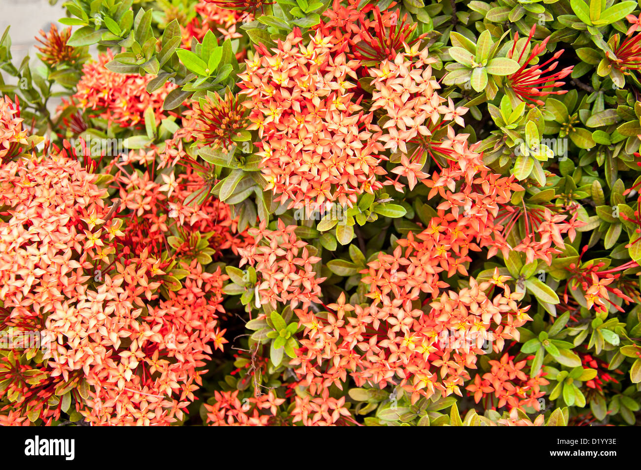 West indian jasmine hires stock photography and images Alamy