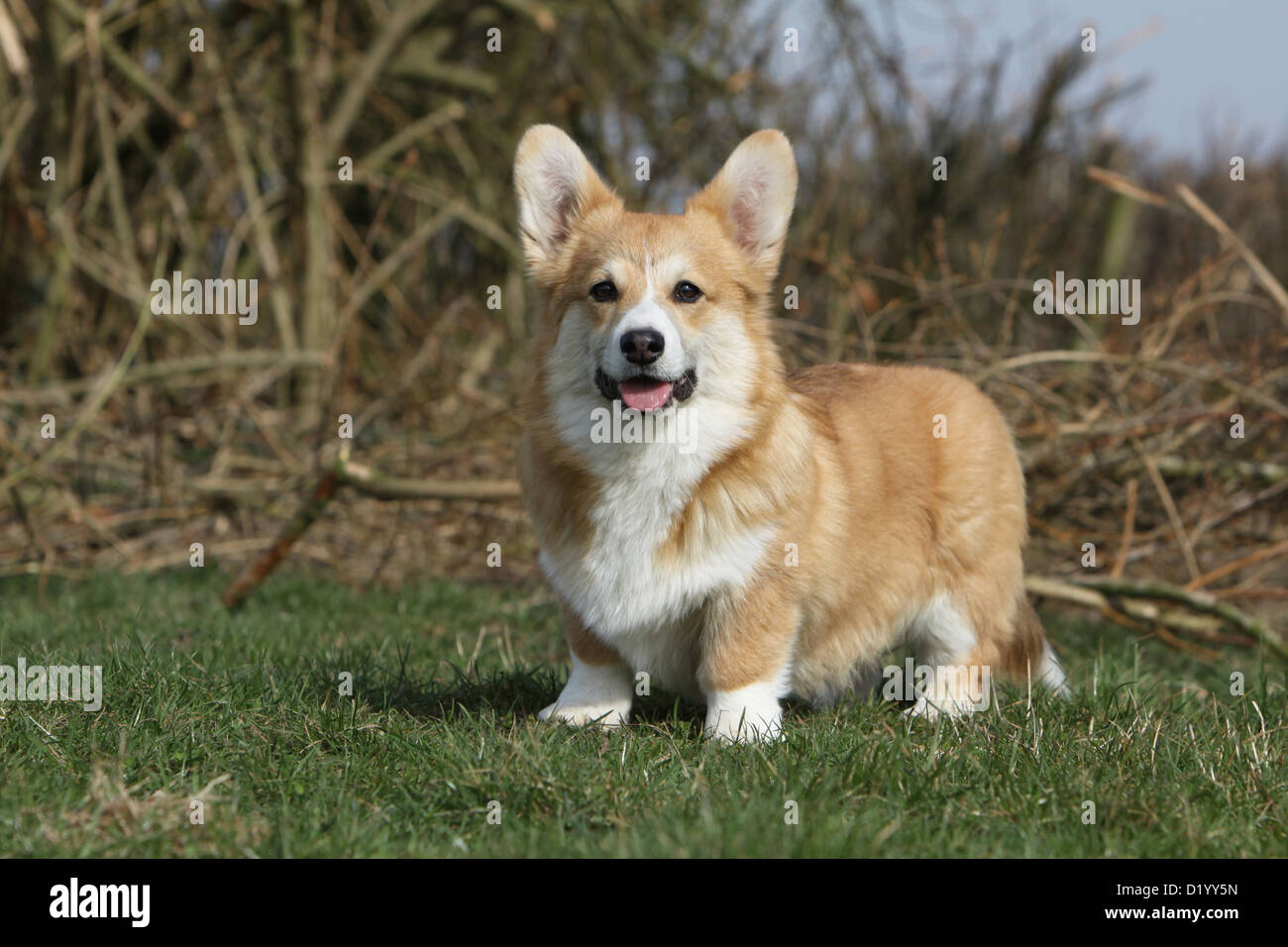 Young corgi hotsell