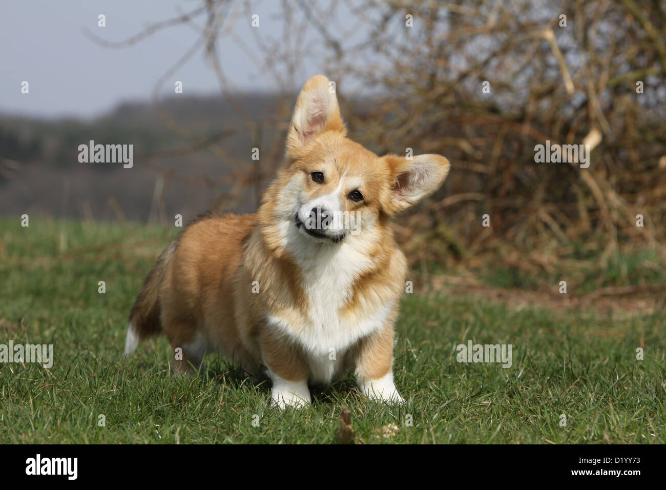 Dog Pembroke Welsh corgi young standing in a meadow Stock Photo - Alamy
