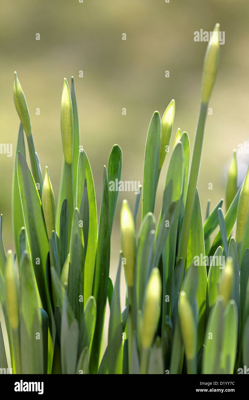 Daffodil buds hires stock photography and images Alamy