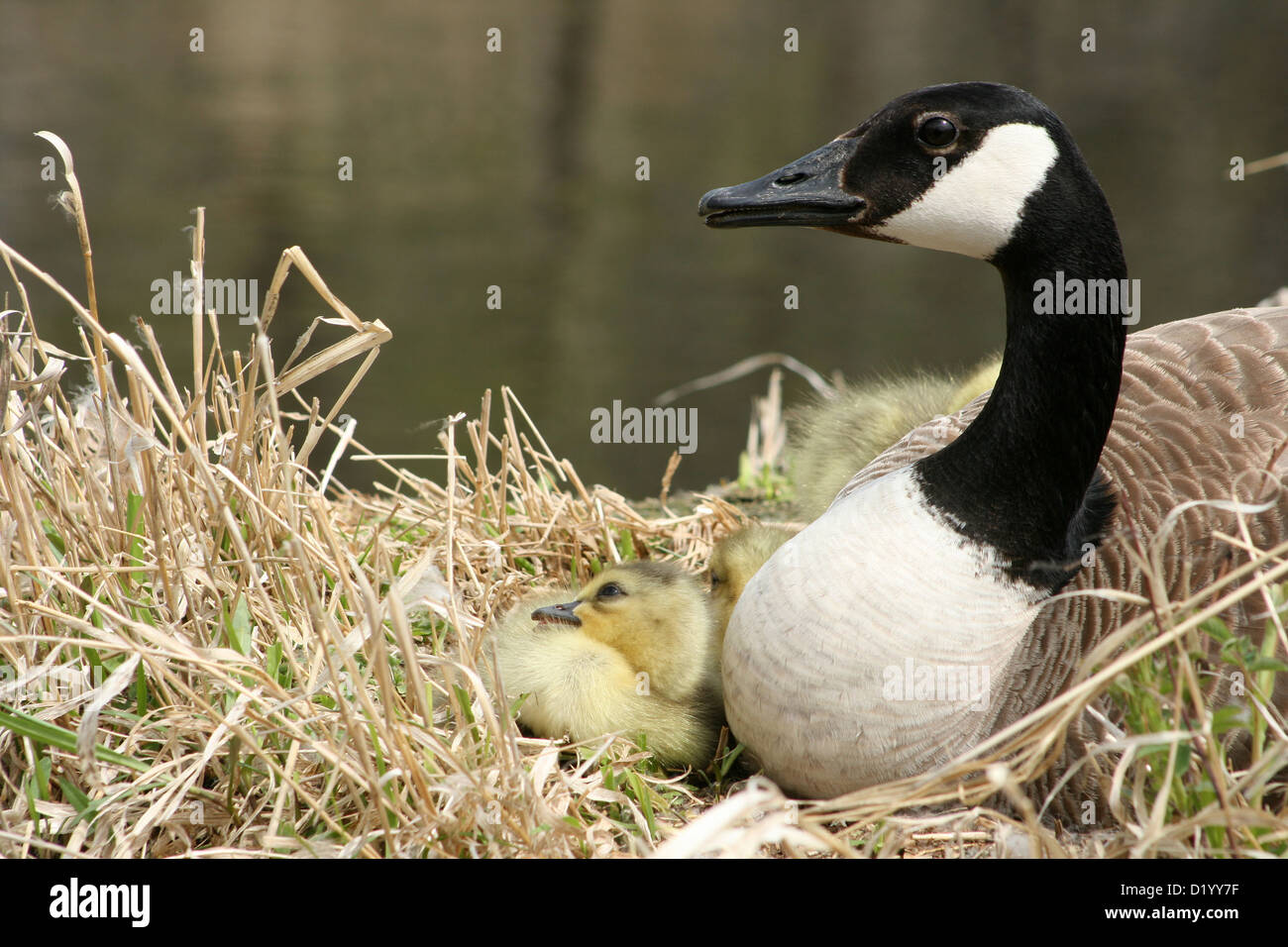 A female Canada Goose and one gosling watching from a nest beside a ...