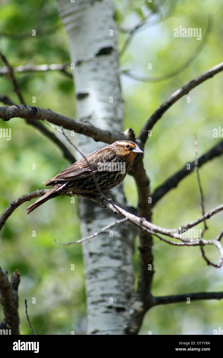 A female Red Winged Blackbird perched on the branch of a birch tree in spring in Winnipeg, Manitoba, Canada Stock Photo