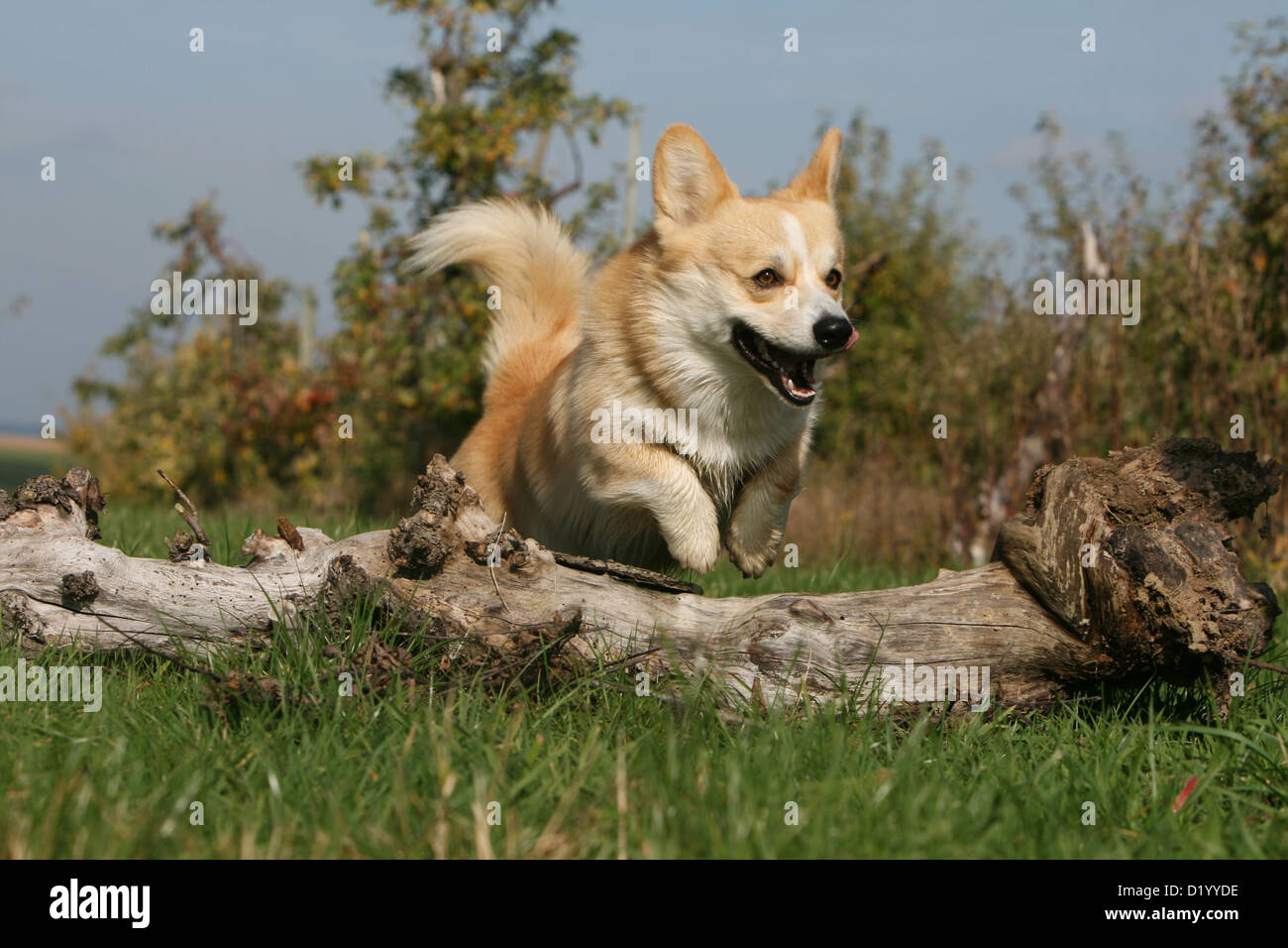 Dog Pembroke Welsh adult jumping over a wood Stock Photo Alamy