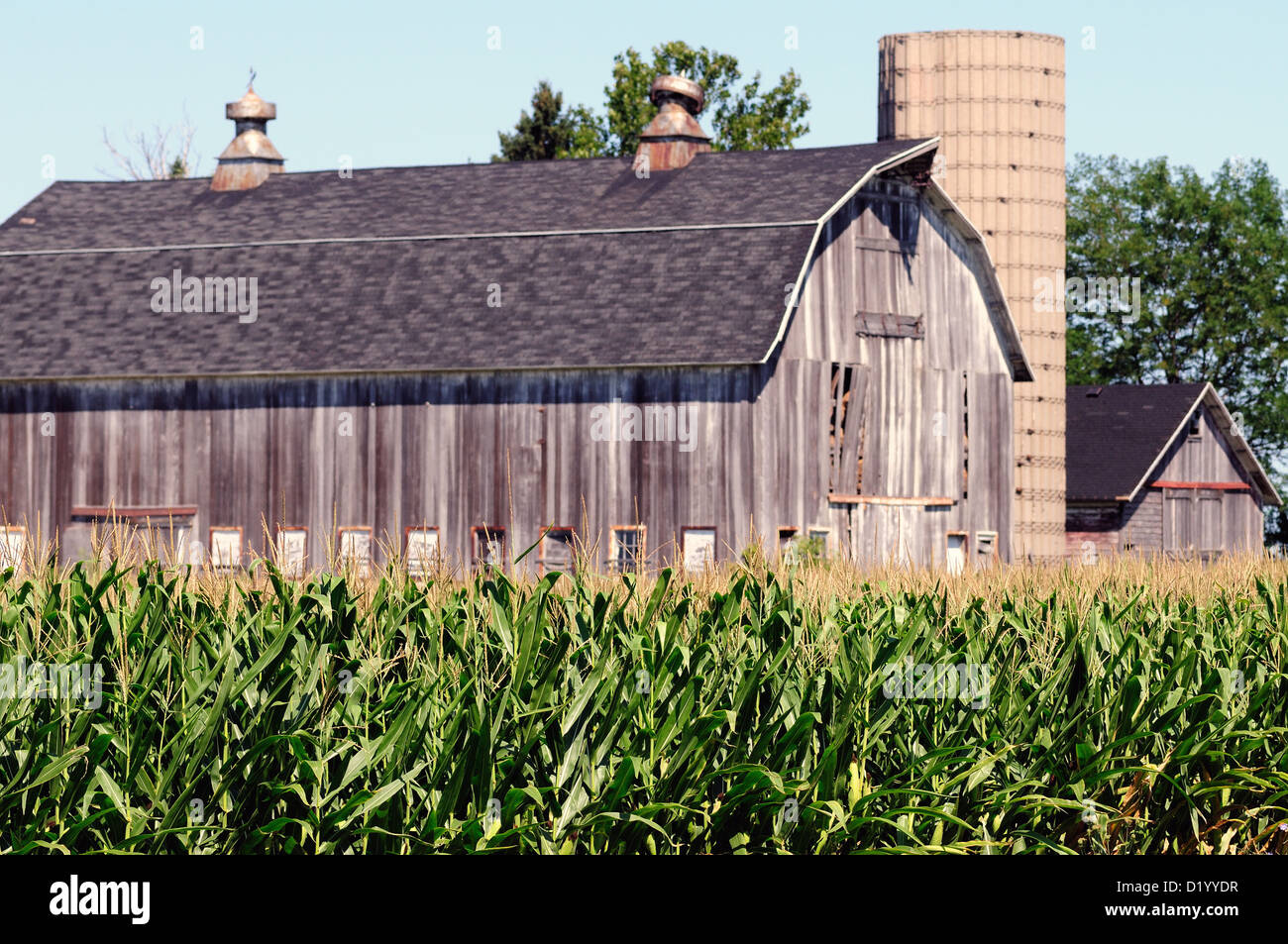 Agriculture weathered barn with healthy, nearly mature corn crop on Illinois farm. USA. Stock Photo