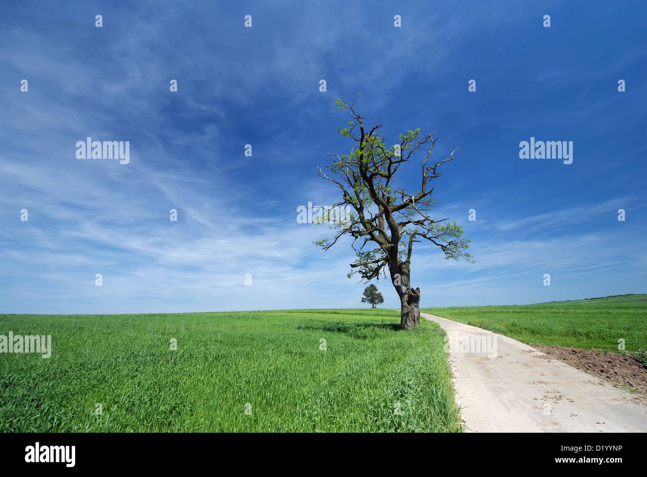 Lonely tree among fields hi-res stock photography and images - Alamy