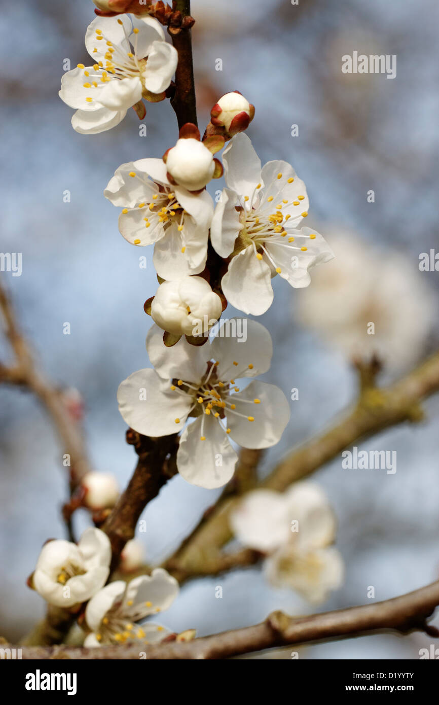 Prunus dasycarpa Stock Photo