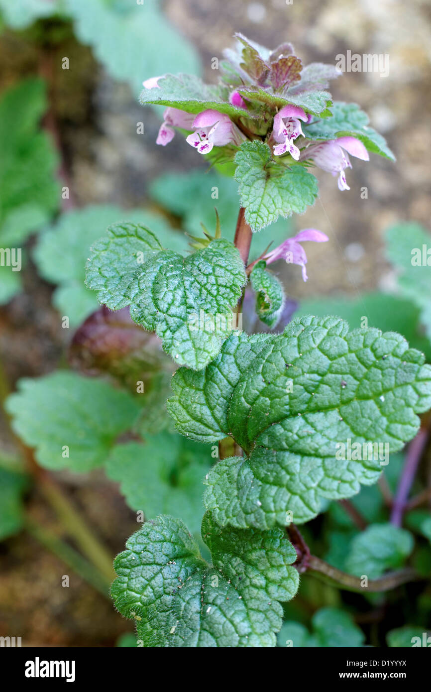Lamium purpureum (purple growing between paving stones