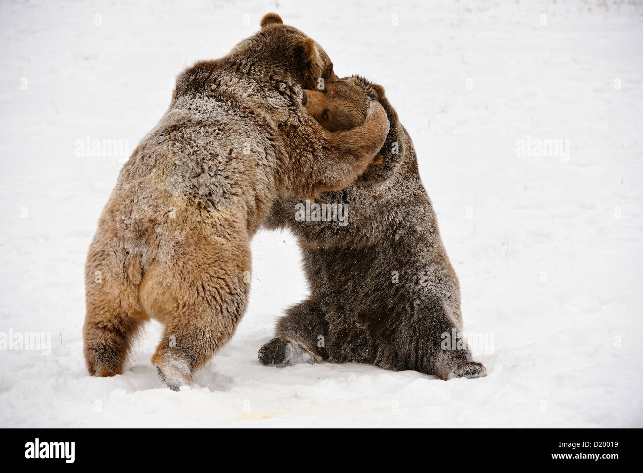 Grizzly bear (Ursus arctos) Siblings wrestling, play-fighting, captive raised specimen, Bozeman Montana, USA Stock Photo