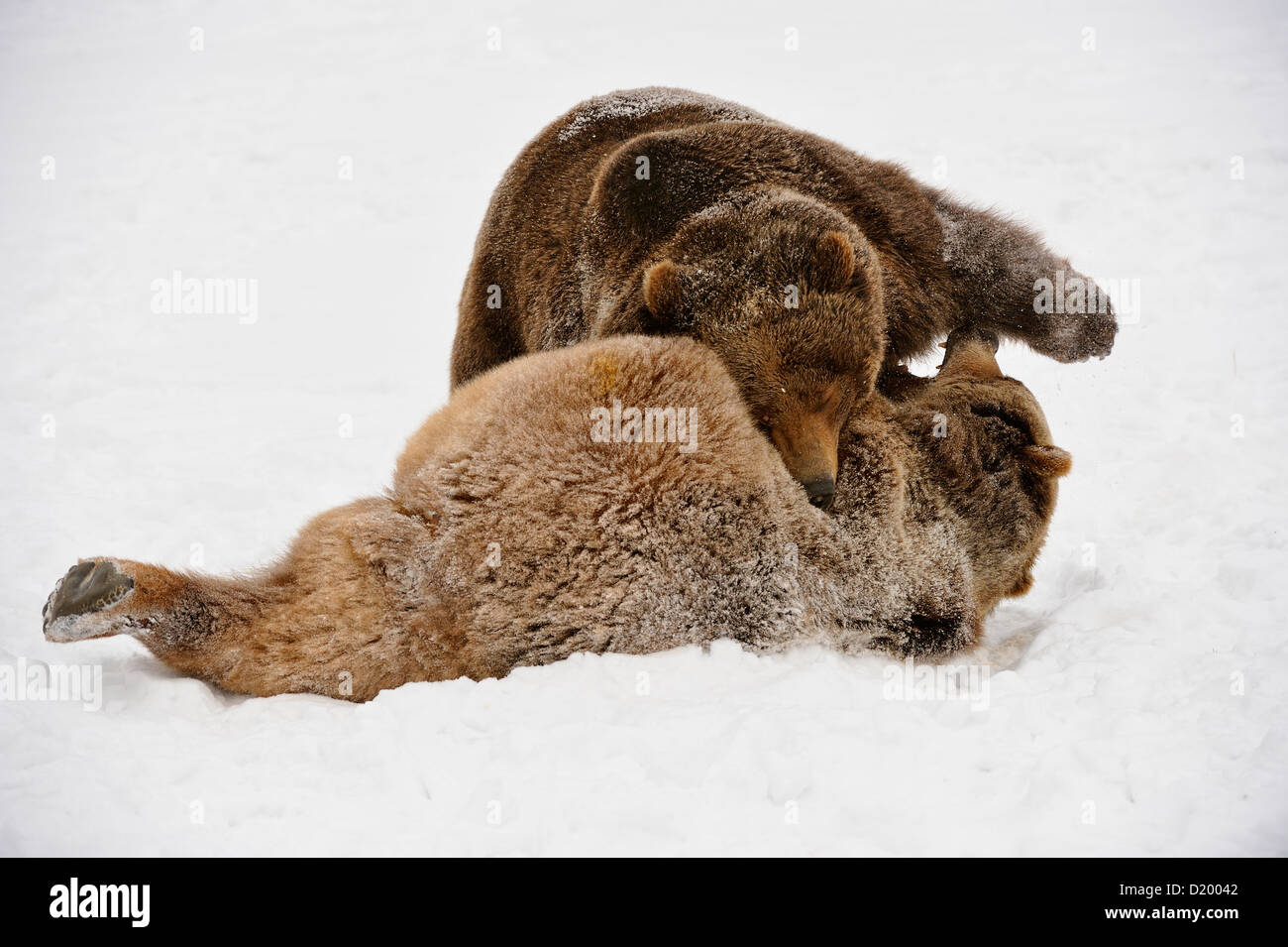 Grizzly bear (Ursus arctos) Siblings wrestling, play-fighting, captive ...