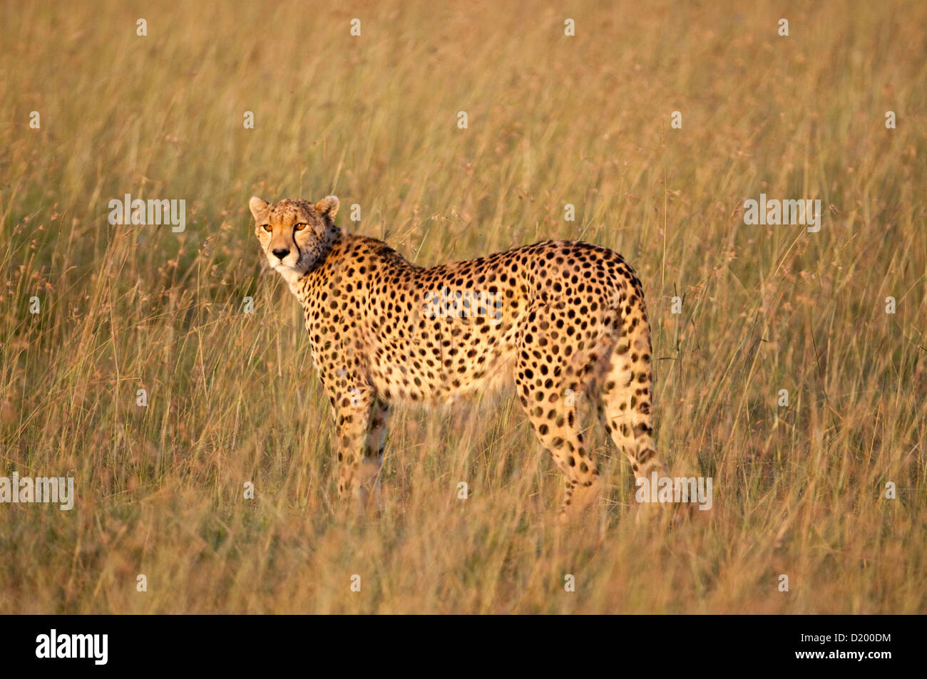 Cheetah, Masai Mara, Kenya Stock Photo