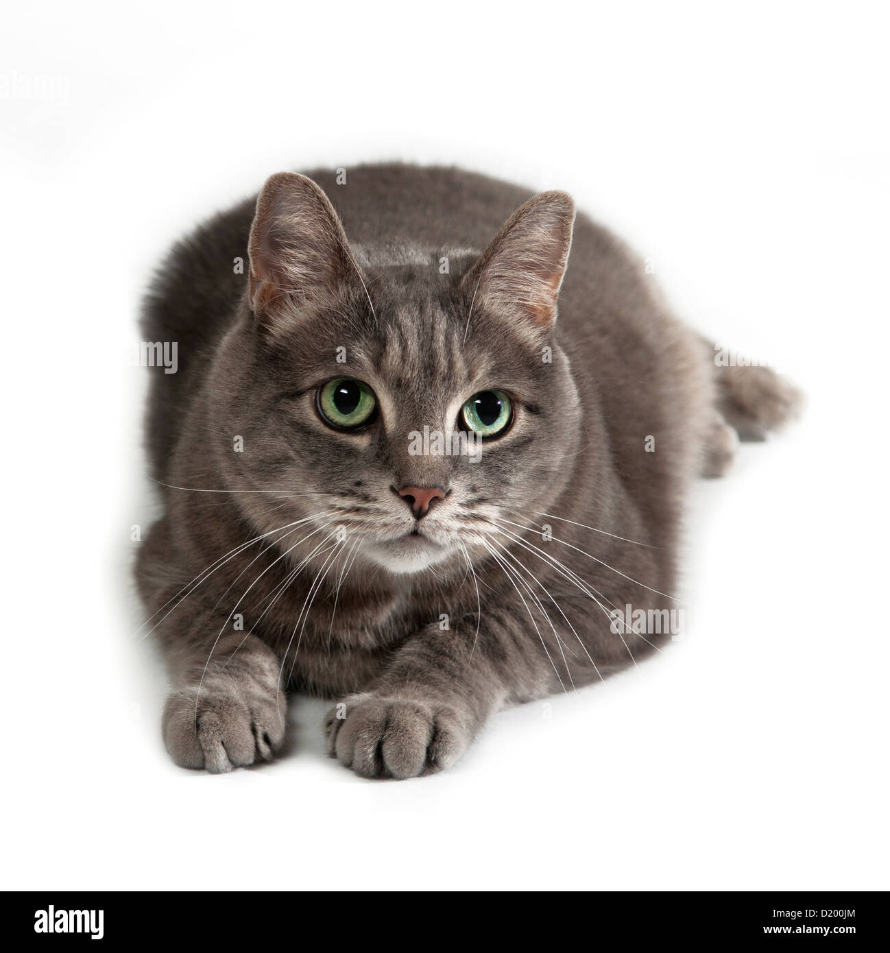 Gray tabby cat with green eyes at rest Stock Photo - Alamy