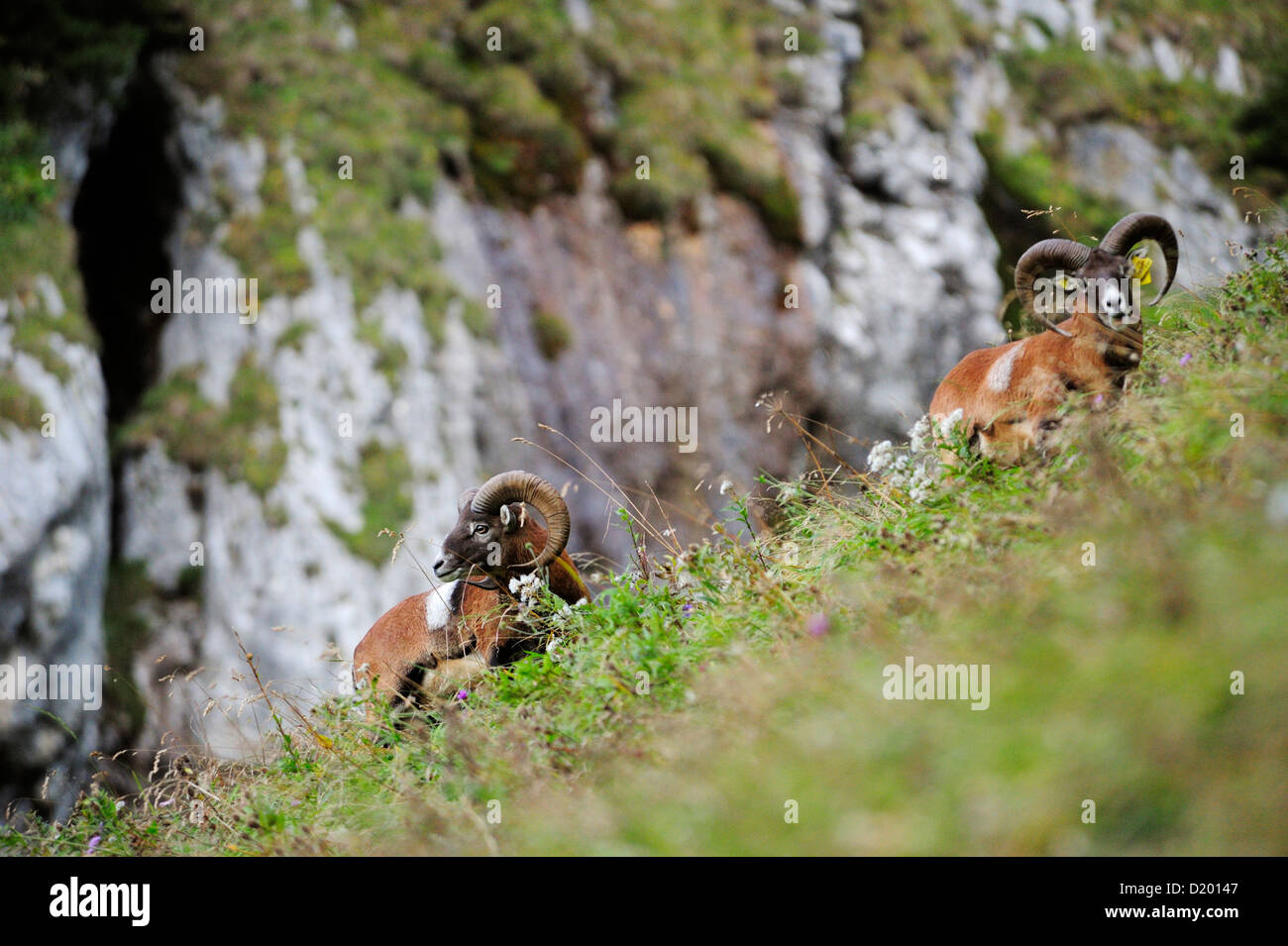 Mouflon, Ovis musimon, Vorderes Sonnwendjoch, Rofan range, Brandenberg Alps, Tyrol, Austria Stock Photo