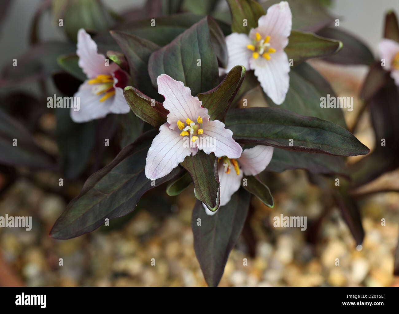 Little Trillium or Dwarf Wakerobin, Trillium pusillum var pusillum, Melanthiaceae (Trilliaceae). USA, North America. Stock Photo