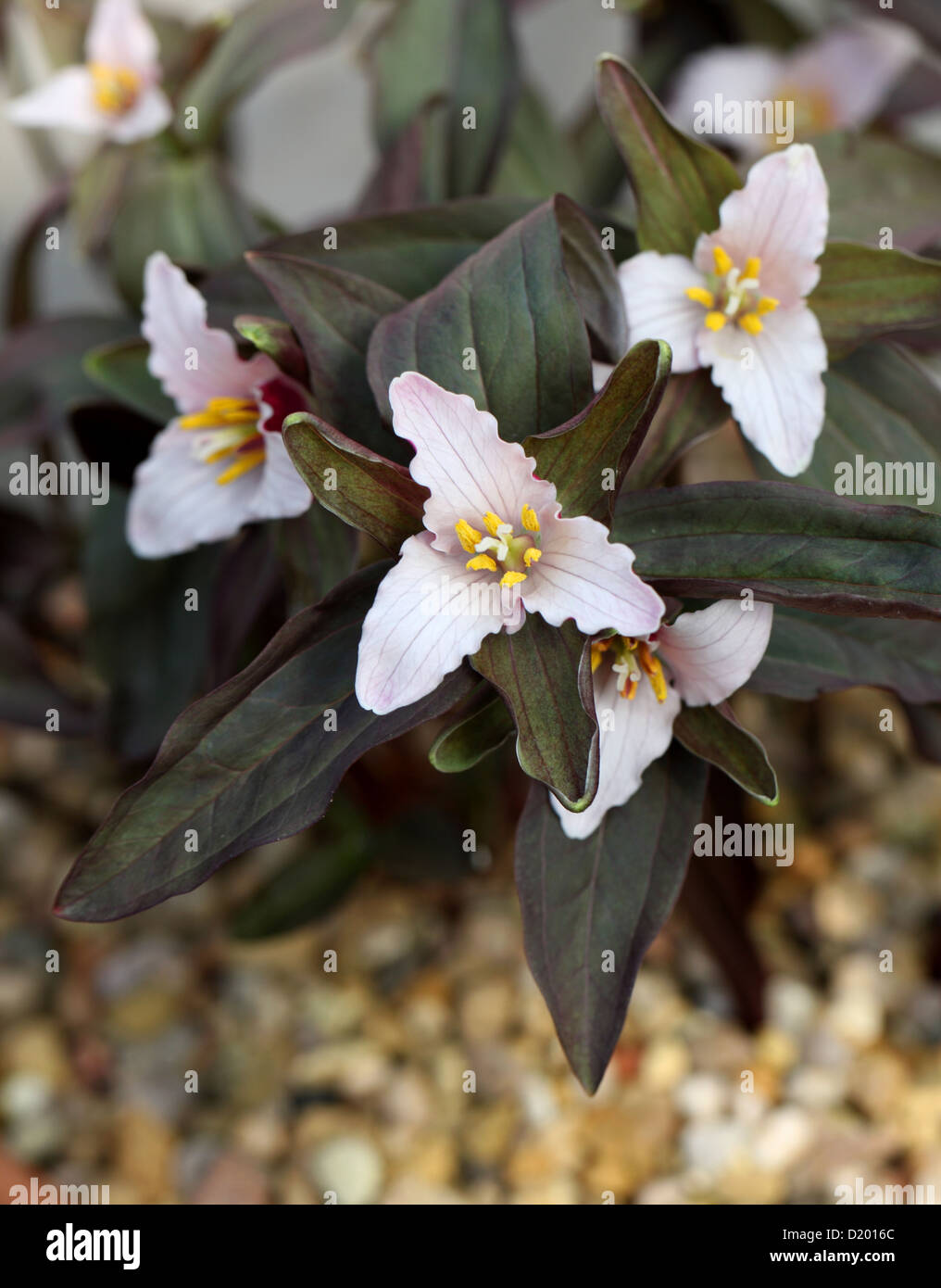 Little Trillium or Dwarf Wakerobin, Trillium pusillum var pusillum, Melanthiaceae (Trilliaceae). USA, North America. Stock Photo