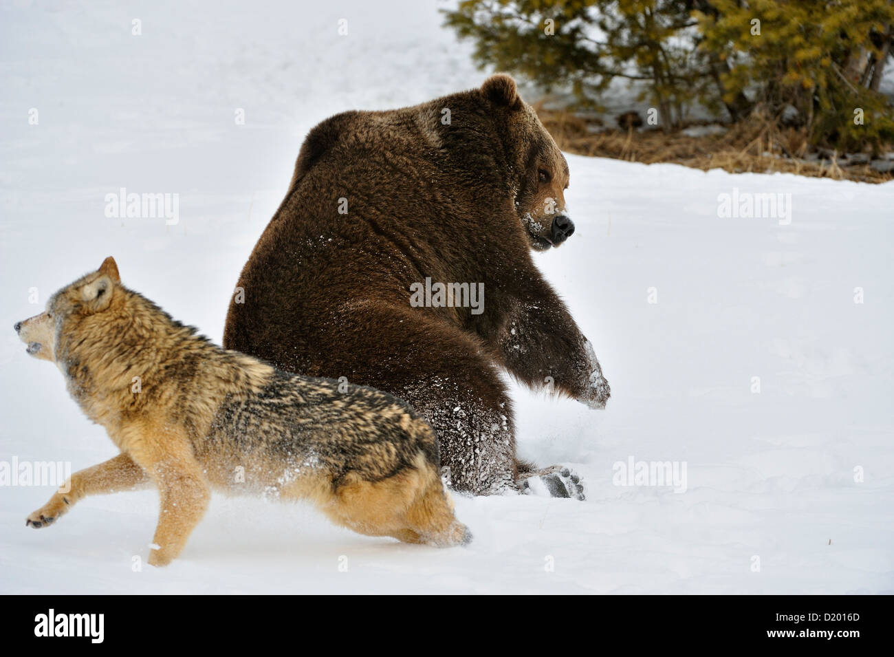 Gray wolf (Canis lupus) interacting with Grizzly bear (Ursus arctos) over food scraps, captive raised specimen, Bozeman Montana, USA Stock Photo