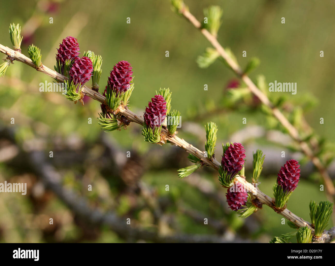 European Larch, Larix decidua, Pinaceae. Europe. Stock Photo