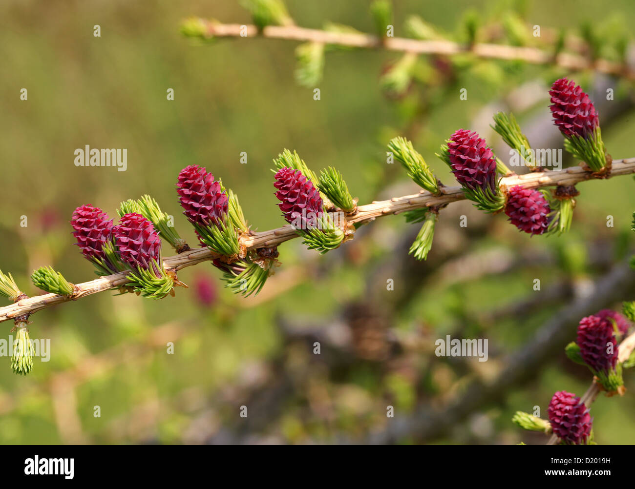 European Larch, Larix decidua, Pinaceae. Europe. Stock Photo