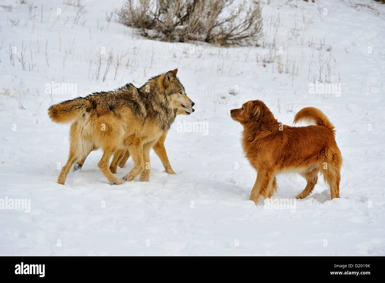 Gray wolf (Canis lupus) interacting with domestic dog Golden retriever (Canis familiaris), captive raised specimen, Bozeman Montana, USA Stock Photo