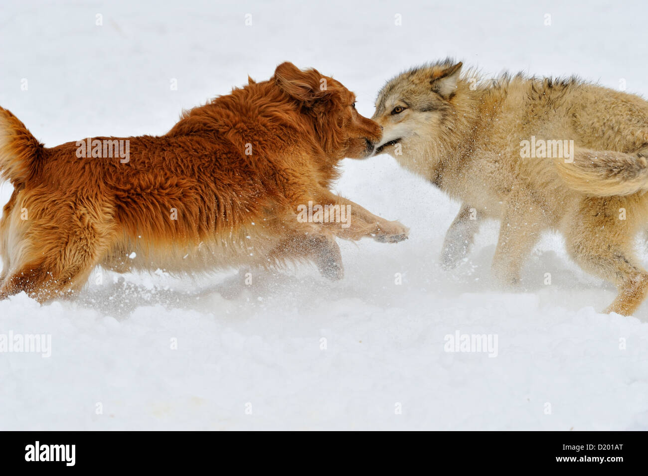 Gray wolf (Canis lupus) interacting with domestic dog Golden retriever (Canis familiaris), captive raised specimen, Bozeman Montana, USA Stock Photo