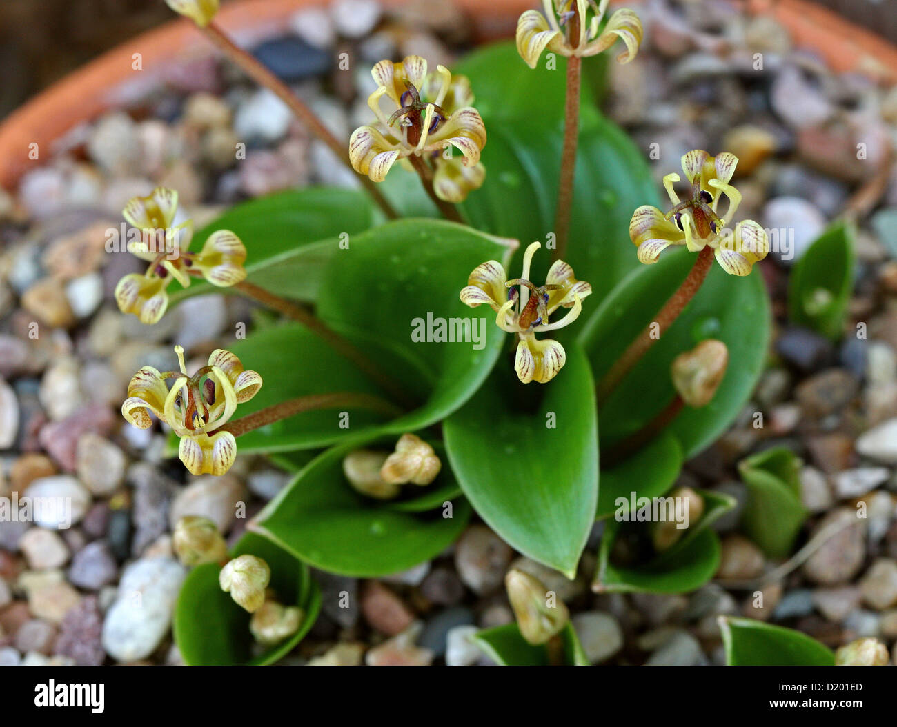 Oregon Fetid Adder's Tongue, Scoliopus hallii, Liliaceae (Trilliaceae). Oregan, USA, North America. Stock Photo