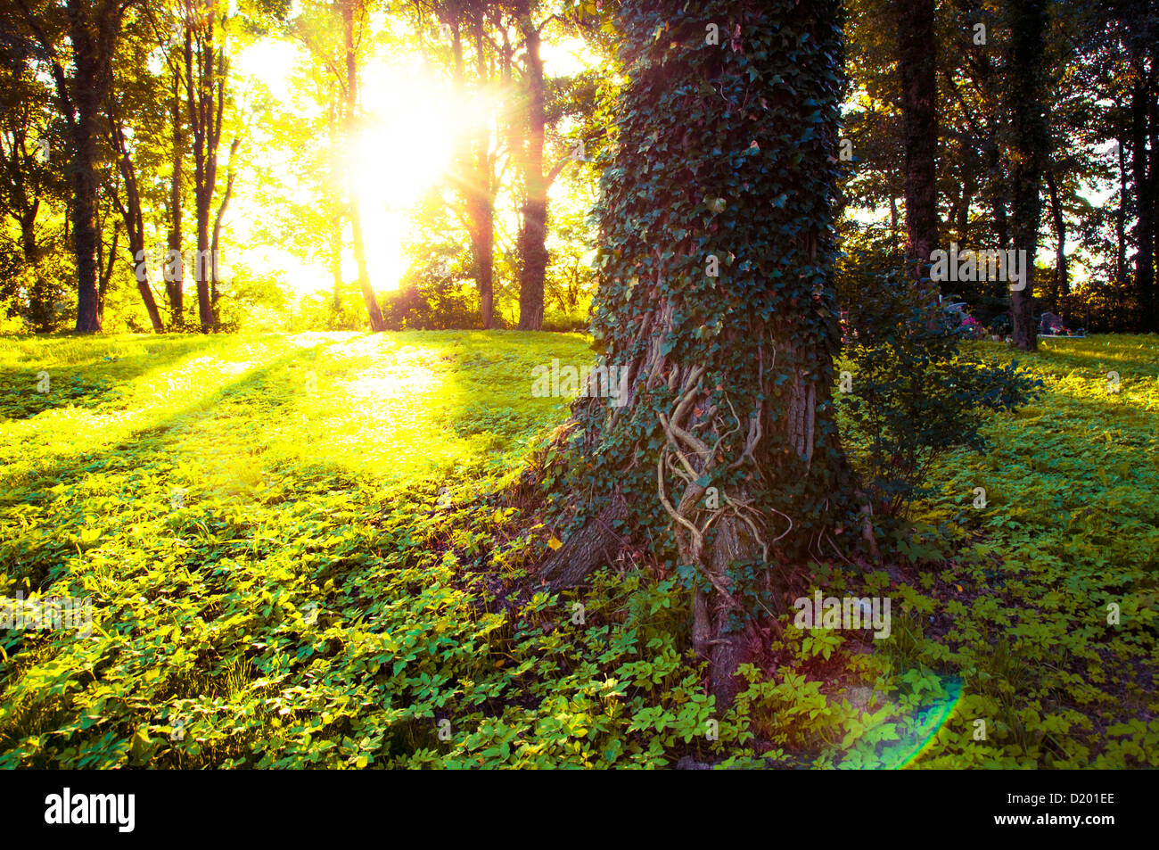 An image of Forest in the morning with sunrays Stock Photo - Alamy