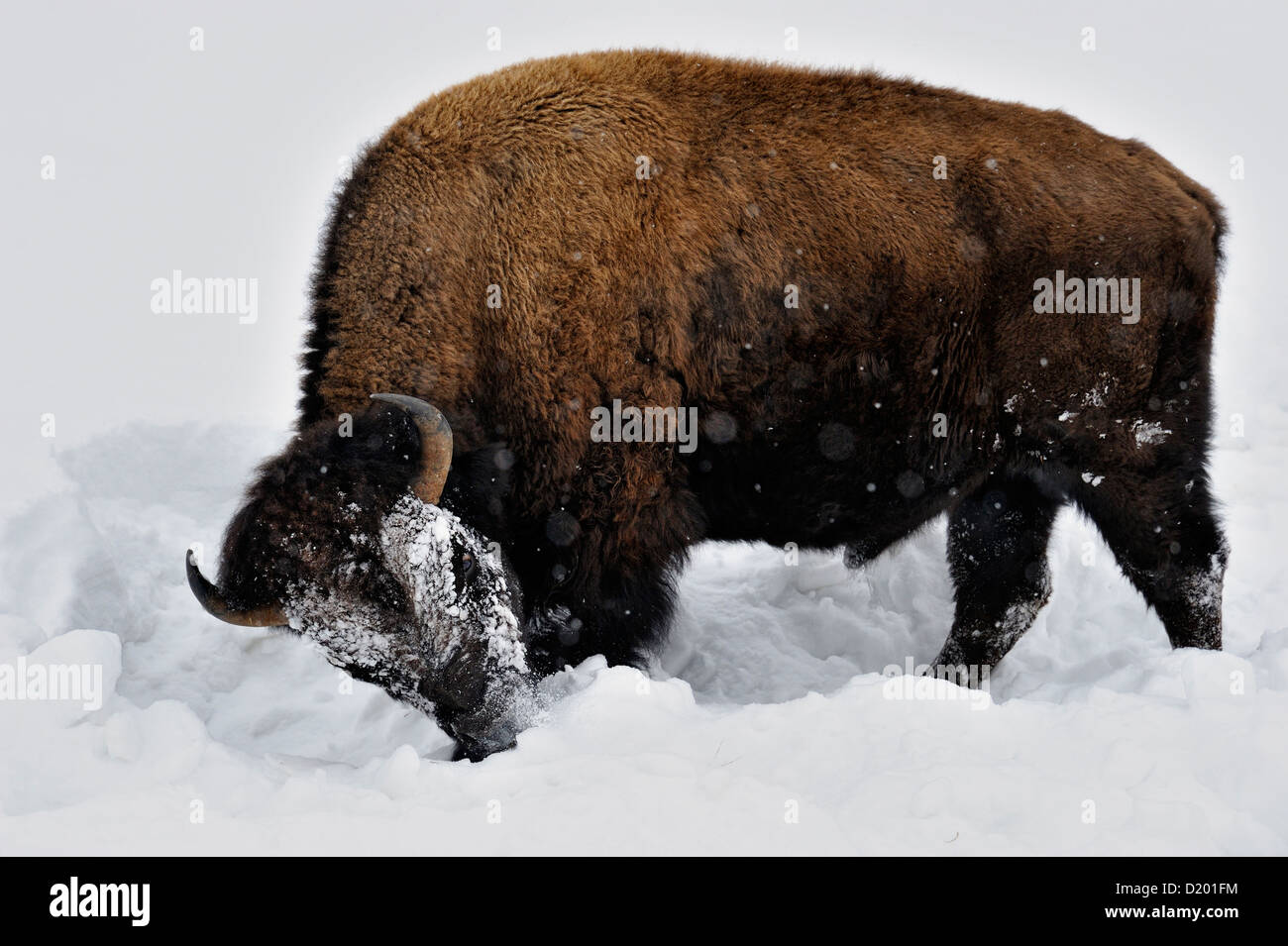 American Bison (Bison bison) Using head to bulldoze snow access winter ...