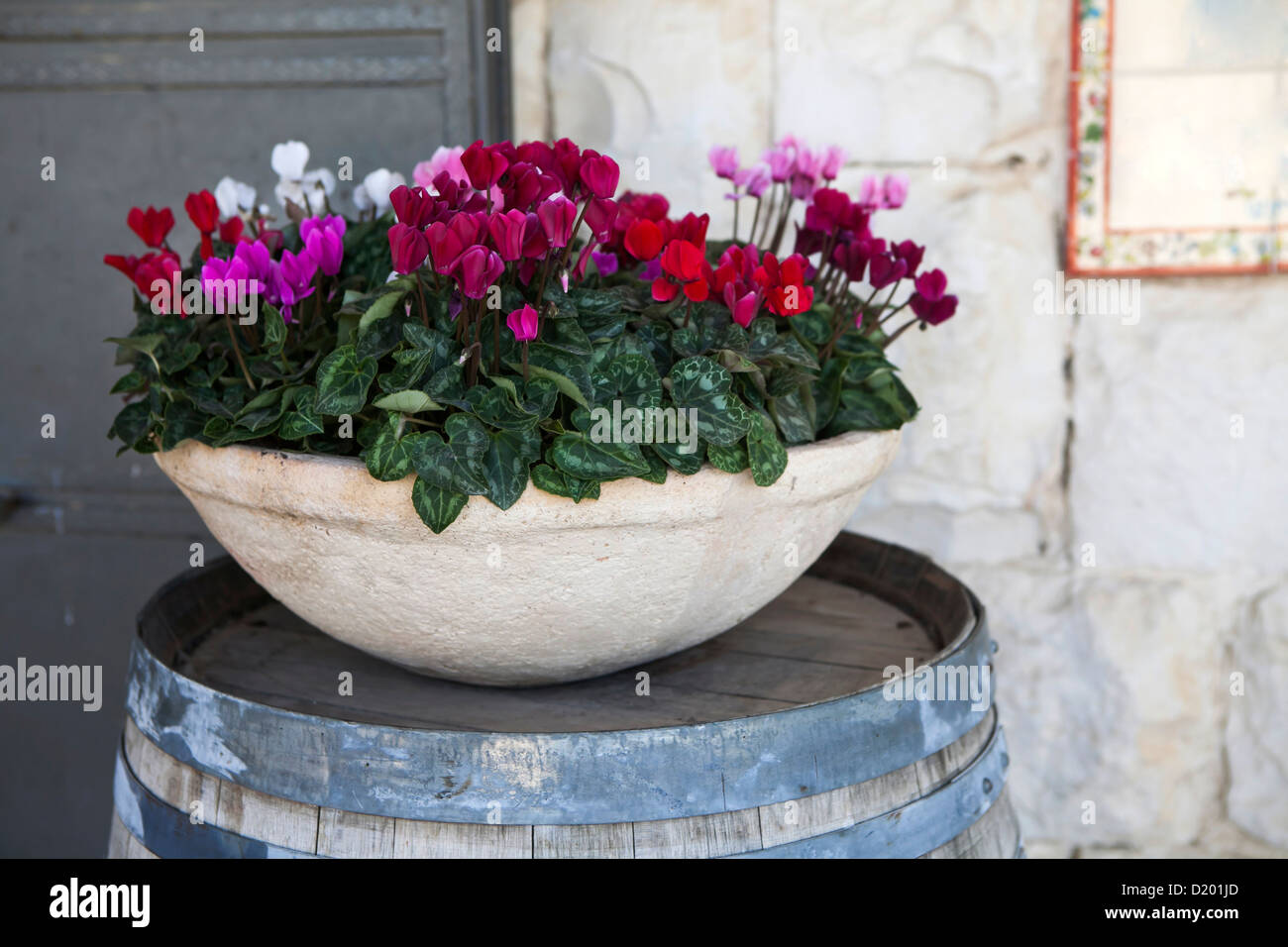pink and white cyclamens in bowl on barrel as a decoration near stone wall Stock Photo