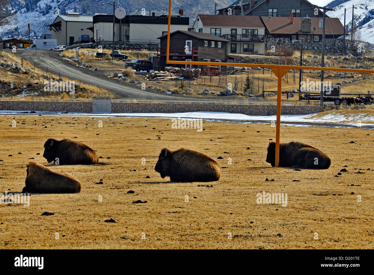 American Bison (Bison bison) Resting on a high school playing field