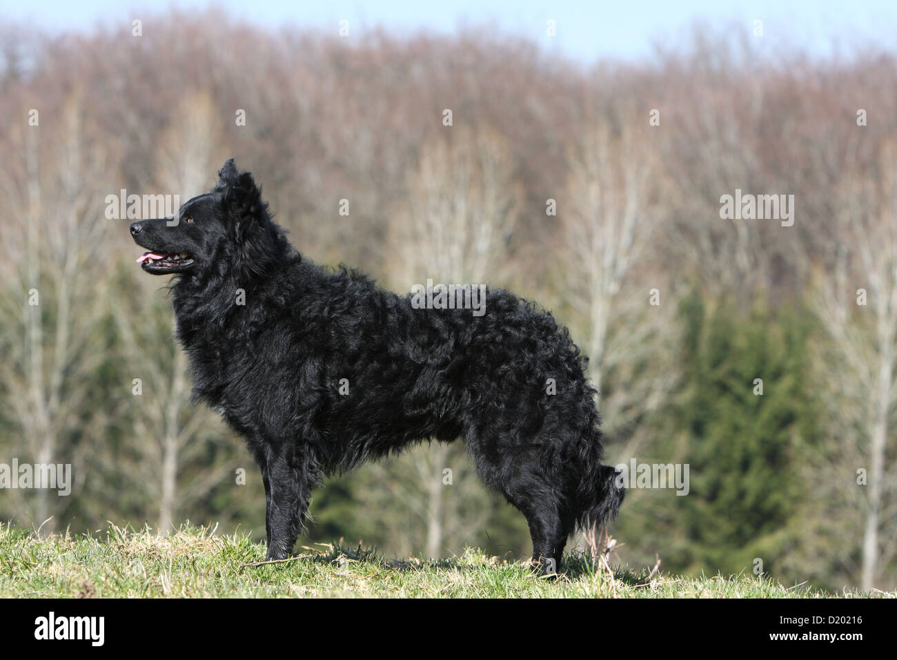 Dog Mudi (Hungarian sheepdog) adult black standard profile Stock Photo