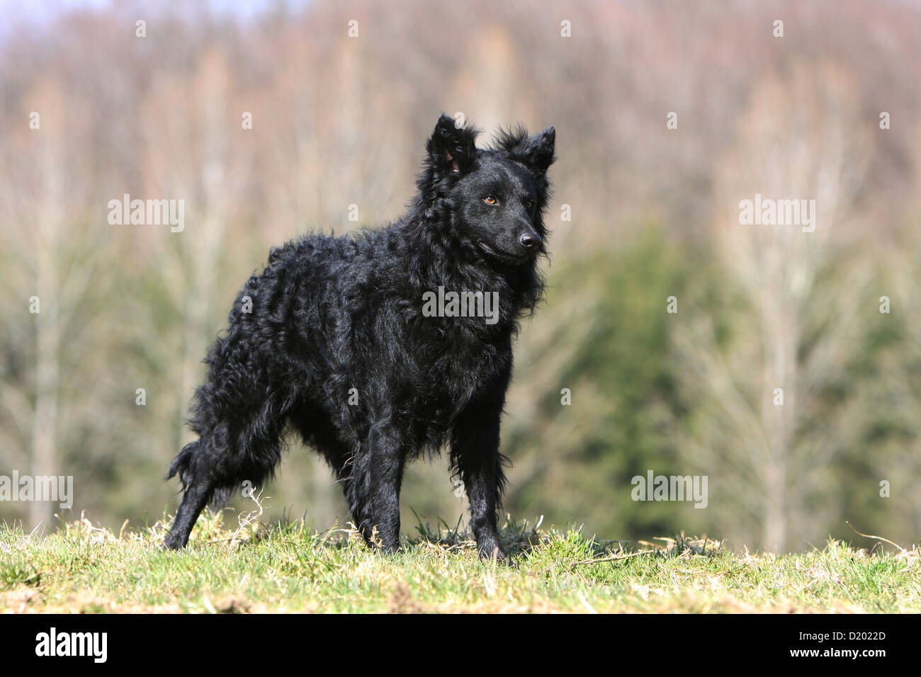 Dog Mudi (Hungarian sheepdog) adult black standing in a meadow Stock Photo