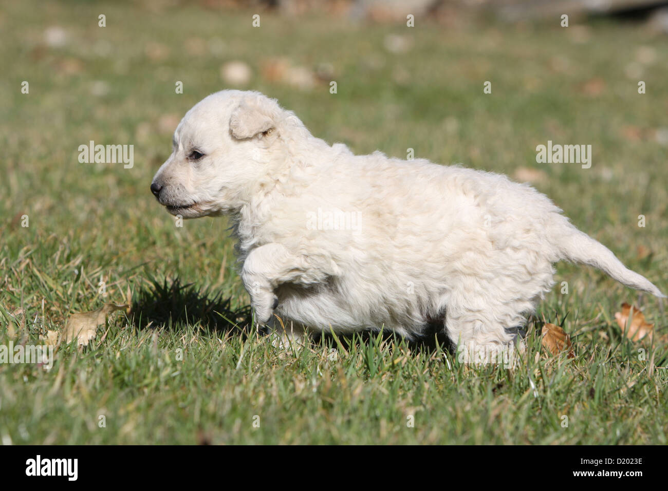 Dog Mudi (Hungarian sheepdog) puppy white standing paw raised Stock Photo