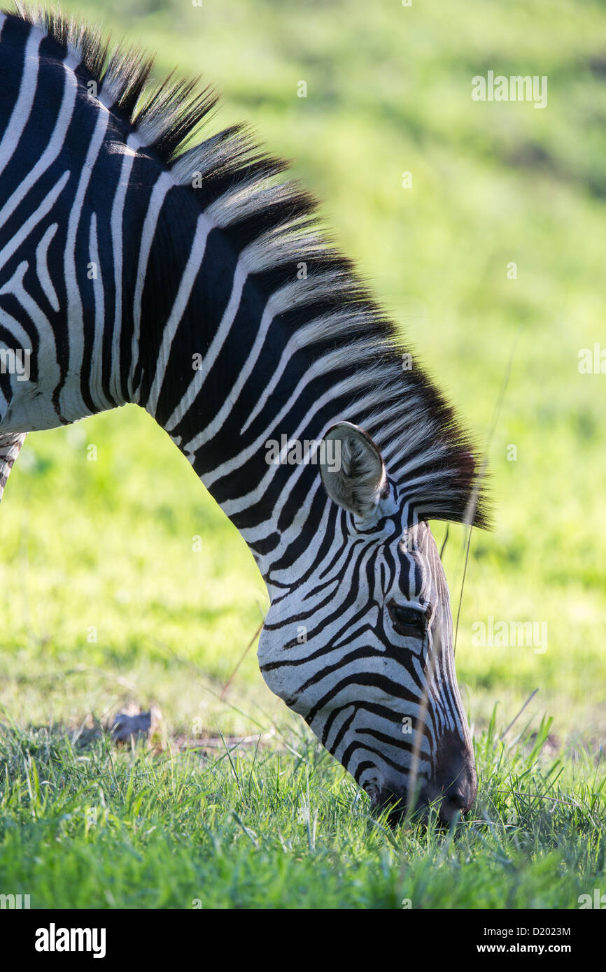 Wild Zebras Stock Photo