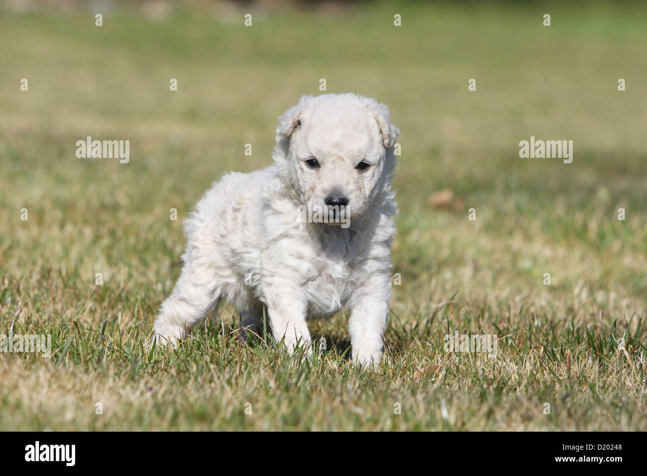 Dog Mudi (Hungarian sheepdog) puppy white standing in a garden Stock Photo