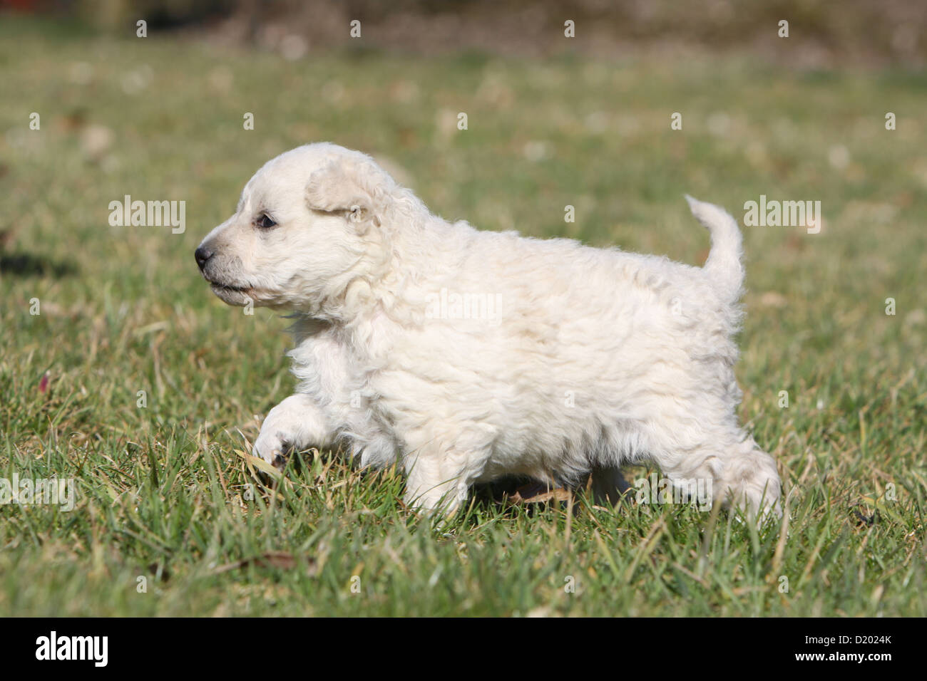 Dog Mudi (Hungarian sheepdog) puppy white walking in the grass Stock Photo
