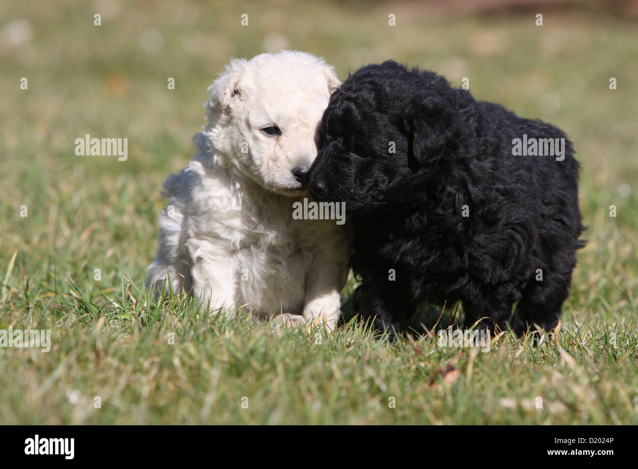 Dog Mudi (Hungarian sheepdog) two puppies black and white kisses Stock