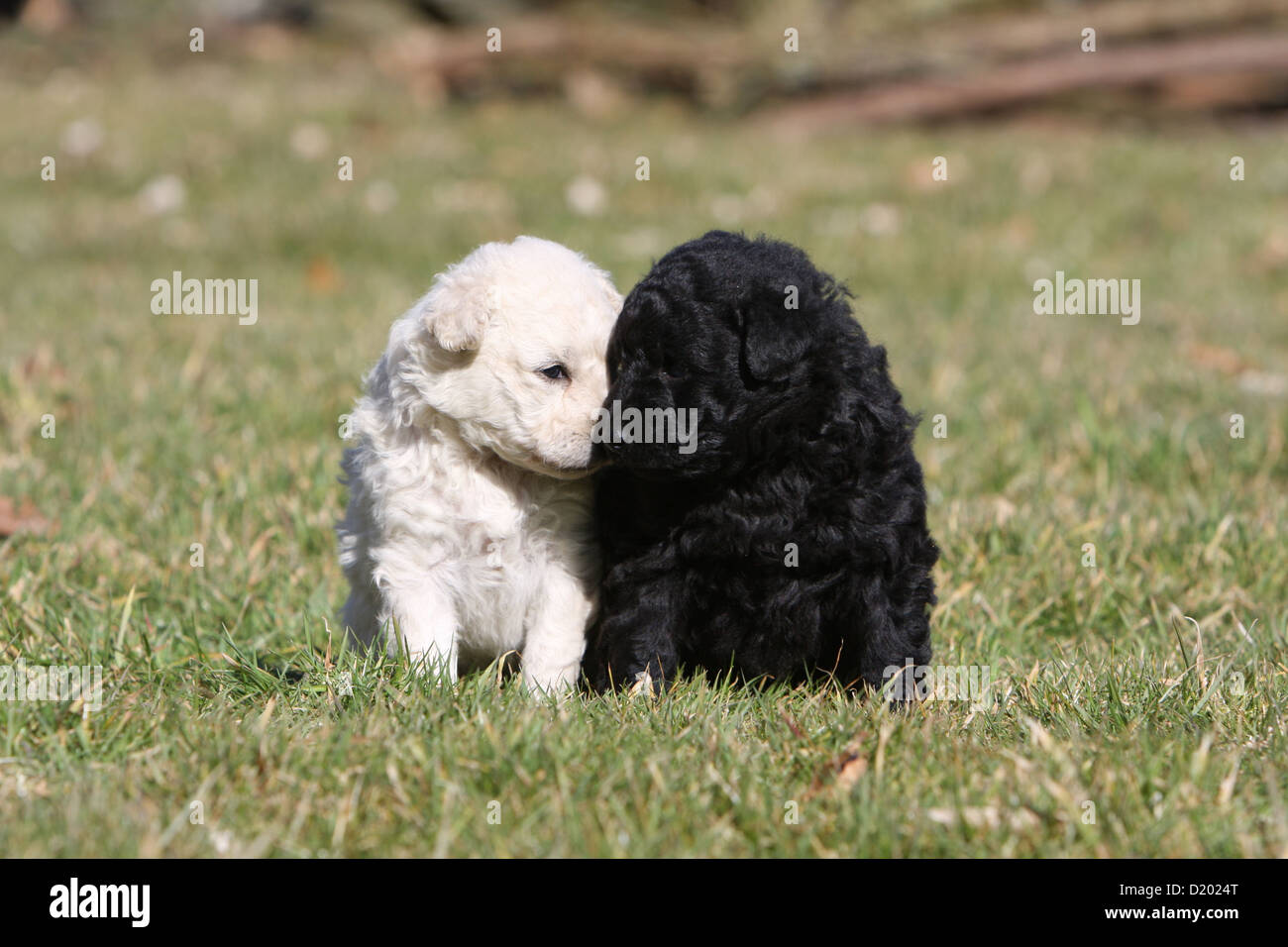 Dog Mudi Hungarian Sheepdog Two Puppies Black And White Kisses Stock Photo Alamy