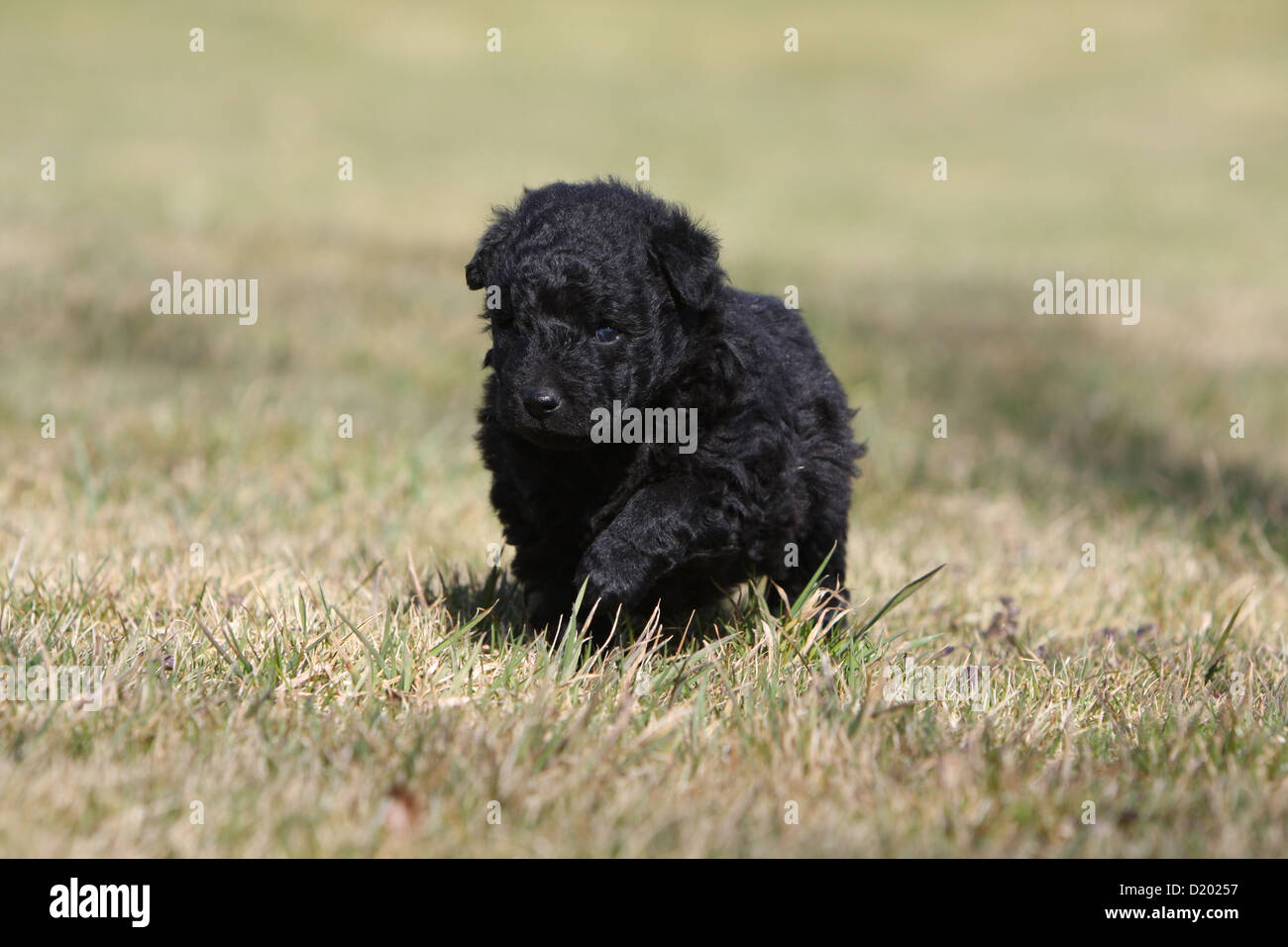 Dog Mudi (Hungarian sheepdog) puppy black walking Stock Photo