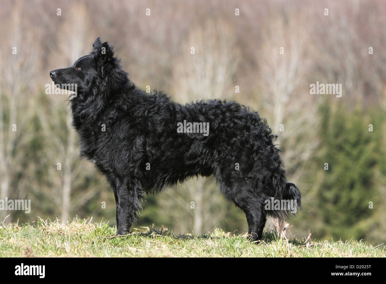 Dog Mudi (Hungarian sheepdog) adult black standard profile Stock Photo