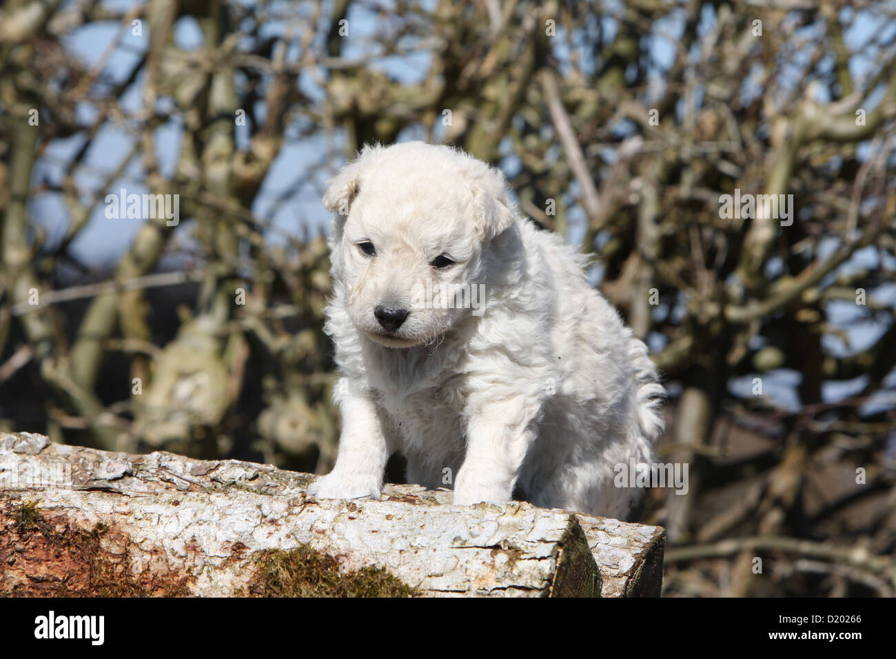 Dog Mudi (Hungarian sheepdog) puppy white sitting on a wood Stock Photo