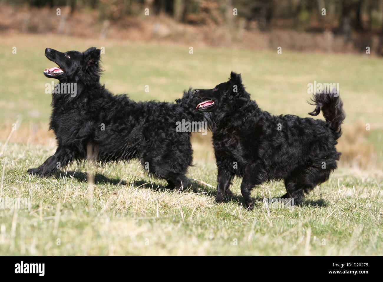 Dog Mudi (Hungarian sheepdog) two adult blacks running in a meadow Stock Photo